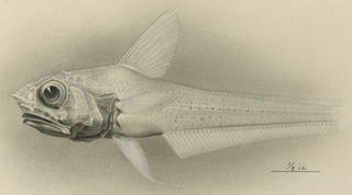 To NMNH Extant Collection (Hymenocephalus lethonemus P13444 illustration)