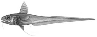 To NMNH Extant Collection (Hymenocephalus longiceps P13446 illustration)
