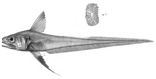 To NMNH Extant Collection (Hymenocephalus longiceps P13447 illustration)