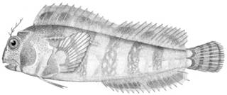 To NMNH Extant Collection (Hypsoblennius hentzi P01148 illustration)