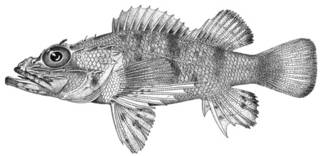 To NMNH Extant Collection (Hypomacrus albaiensis P13789 illustration)