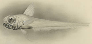 To NMNH Extant Collection (Hymenocephalus striatissimus P13836 illustration)