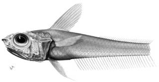 To NMNH Extant Collection (Hymenocephalus striatulus P13837 illustration)