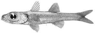 To NMNH Extant Collection (Hynnodus megalops P13839 illustration)