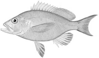 To NMNH Extant Collection (Hypoplectrus gemma P13780 illustration)