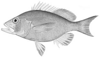 To NMNH Extant Collection (Hypoplectrus gemma P13781 illustration)