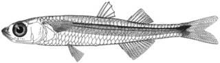 To NMNH Extant Collection (Hypoatherina barnesi P13786 illustration)