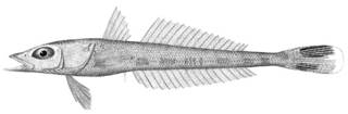 To NMNH Extant Collection (Hypsicometes gobioides P13923 illustration)