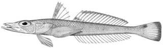 To NMNH Extant Collection (Hypsicometes gobioides P13925 illustration)