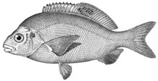 To NMNH Extant Collection (Hypsurus caryi P13973 illustration)