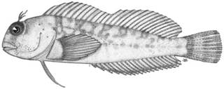 To NMNH Extant Collection (Hypsoblennius robustus P13978 illustration)