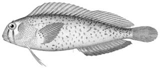 To NMNH Extant Collection (Hypsoblennius ionthus P13980 illustration)