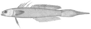 To NMNH Extant Collection (Ioglossus calliurus P14301 illustration)