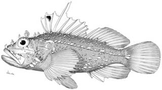 To NMNH Extant Collection (Iracundus signifer P14324 illustration)