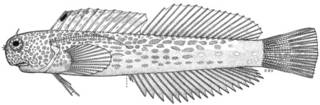 To NMNH Extant Collection (Istiblennius afilinuchalis P14341 illustration)