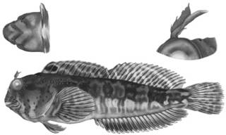 To NMNH Extant Collection (Hypsoblennius sordidus P17467 illustration)