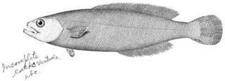 To NMNH Extant Collection (Icichthys lockingtoni P13940 illustration)