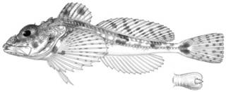 To NMNH Extant Collection (Icelus spatula P13953 illustration)