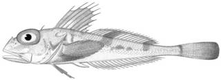To NMNH Extant Collection (Icelus scutiger P13954 illustration)