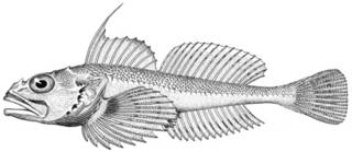 To NMNH Extant Collection (Artedius pugetensis P13955 illustration)