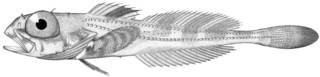 To NMNH Extant Collection (Icelus euryops P13956 illustration)