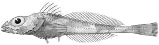 To NMNH Extant Collection (Icelus canaliculatus P13957 illustration)