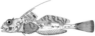 To NMNH Extant Collection (Icelinus tenuis P13958 illustration)