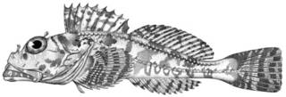 To NMNH Extant Collection (Icelinus fimbriatus P13959 illustration)