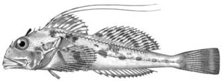 To NMNH Extant Collection (Icelinus filamentosus P13961 illustration)