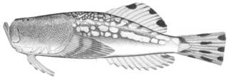 To NMNH Extant Collection (Kathetostoma albigutta P09468 illustration)