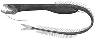 To NMNH Extant Collection (Idiacanthus antrostomus P14045 illustration)