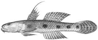 To NMNH Extant Collection (Illana cacabet P14050 illustration)