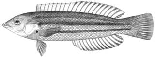 To NMNH Extant Collection (Julis azorensis P14451 illustration)