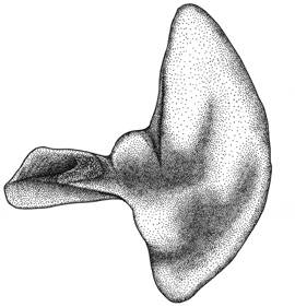 To NMNH Extant Collection (Ichthyococcus irregularis P15398 illustration)