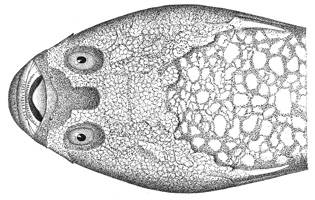 To NMNH Extant Collection (Kathetostoma albigutta P14459 illustration)