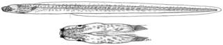 To NMNH Extant Collection (Kaupichthys atronasus P14466 illustration)