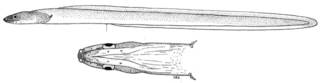 To NMNH Extant Collection (Kaupichthys brachychirus P14467 illustration)