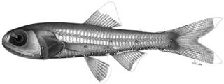 To NMNH Extant Collection (Lampanyctus townsendi P14602 illustration)