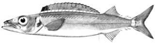 To NMNH Extant Collection (Jordanidia raptoria P15929 illustration)