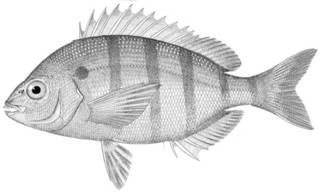 To NMNH Extant Collection (Lagodon rhomboides P01120 illustration)