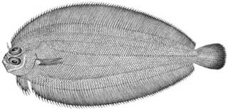 To NMNH Extant Collection (Lambbdopsetta kitaharae P14578 illustration)