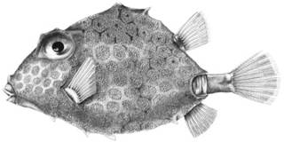To NMNH Extant Collection (Lactophrys tritropis P09455 illustration)