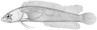 To NMNH Extant Collection (Labrosomus cremnobates P09467 illustration)