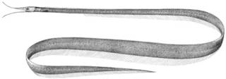 To NMNH Extant Collection (Labichthys elongatus P14483 illustration)