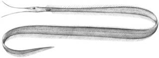 To NMNH Extant Collection (Labichthys carinatus P14509 illustration)