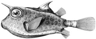 To NMNH Extant Collection (Lactoria galeodon P14550 illustration)