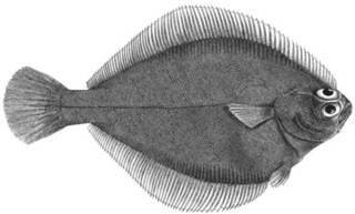To NMNH Extant Collection (Lepidopsetta mochigarei P12899 illustration)