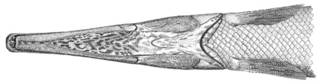 To NMNH Extant Collection (Lepisosteus platostomus P14683 illustration)