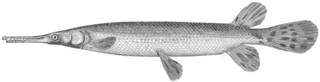 To NMNH Extant Collection (Lepisosteus platostomus P14697 illustration)