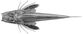 To NMNH Extant Collection (Lepidotrigla punctipectoralis P14712 illustration)